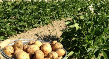 Rané brambory veneta - řada německého výběru